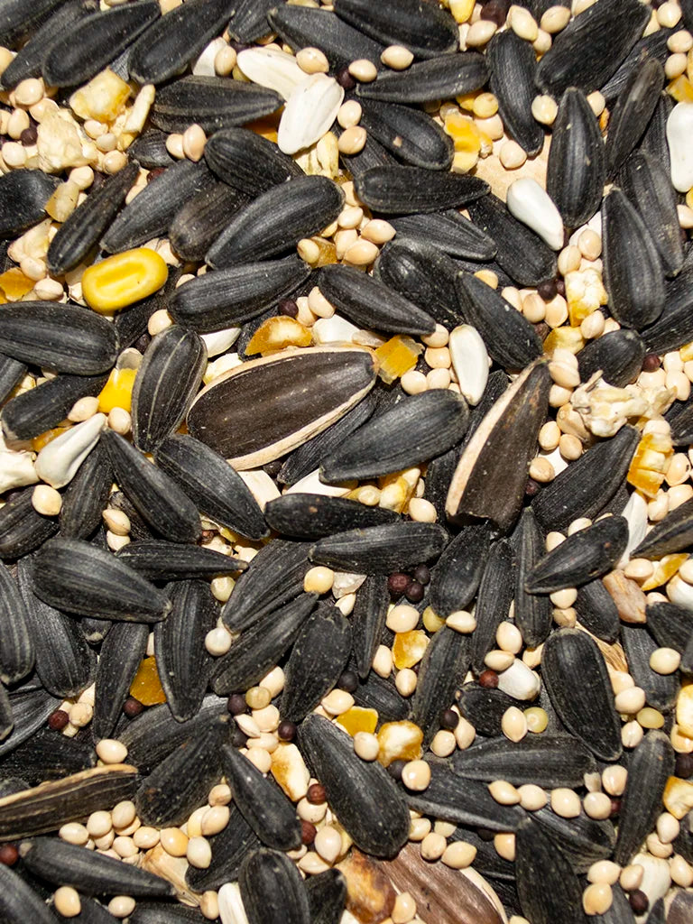 Close-up of a mix of black, white, and beige bird seeds.