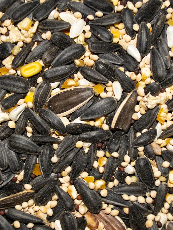 Close-up of a mix of black, white, and beige bird seeds.