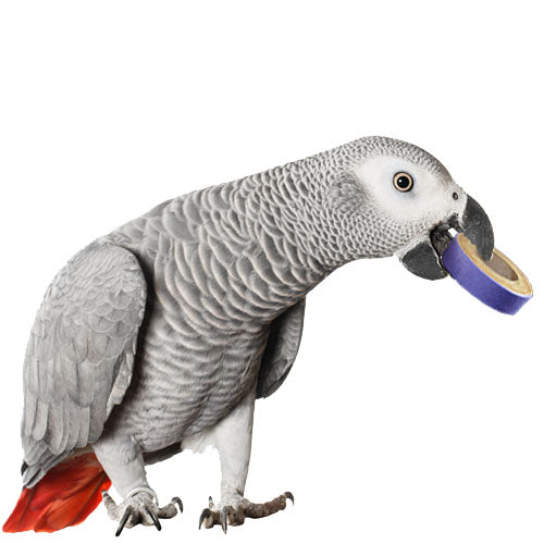 SB1155-Super-Bird-Creations-Fatty-Bagels-24-chew-for-birds
