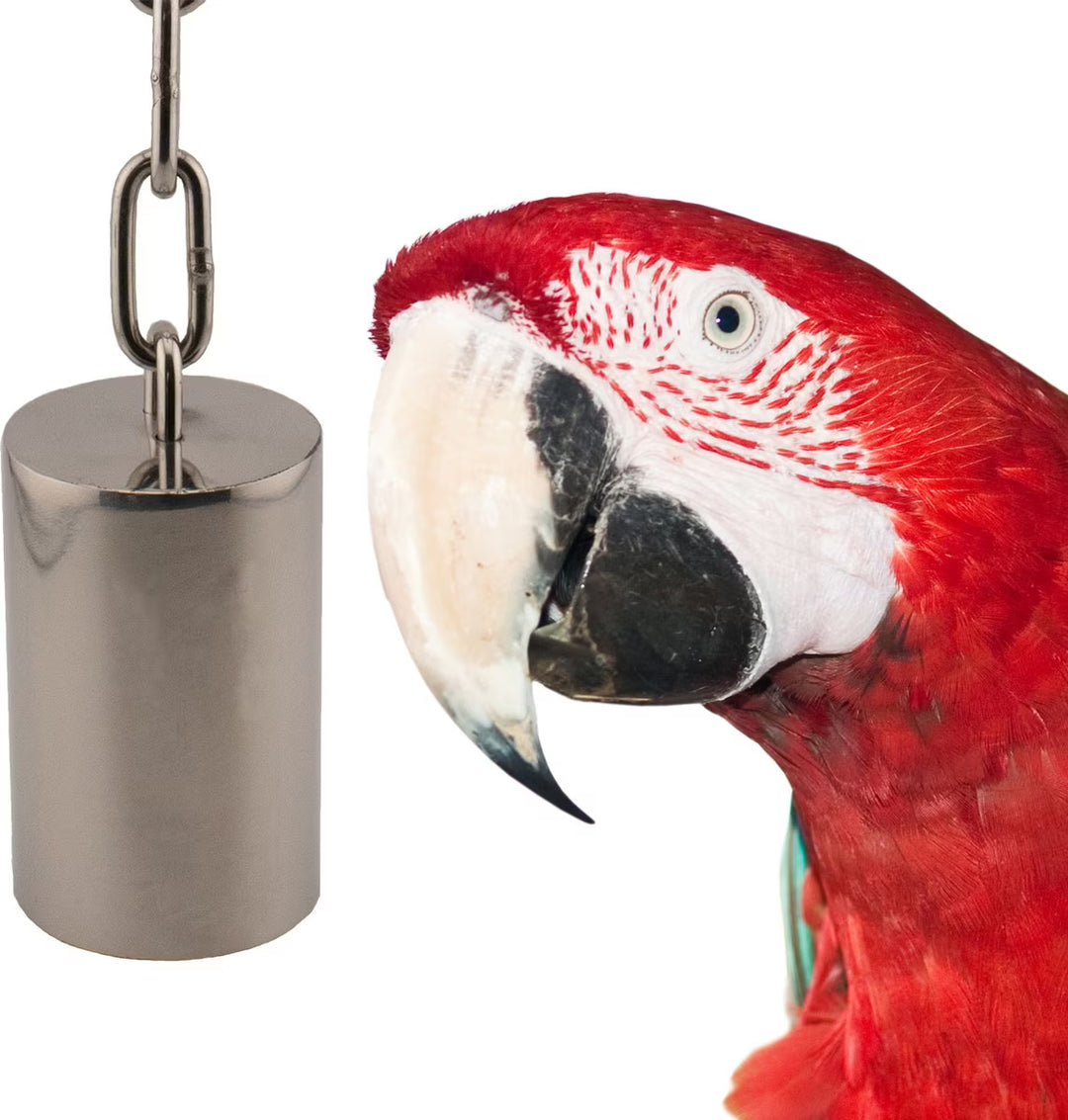 Red parrot interacting with a metal bell (SS Tube Bell-Lg) on a white background