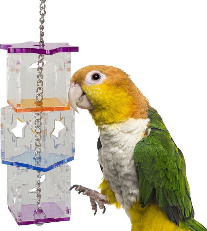 Colorful parrot interacting with a transparent Super Bird Creations Foraging Cubes on a white background