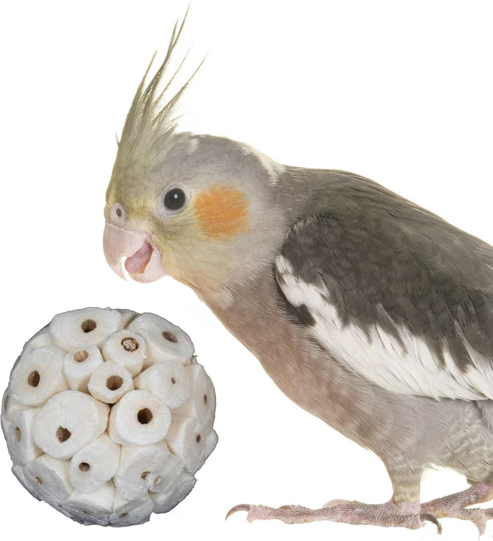 Cockatiel bird next to a wooden puzzle toy (Super Bird Creations Sola Balls 6cm) on a white background