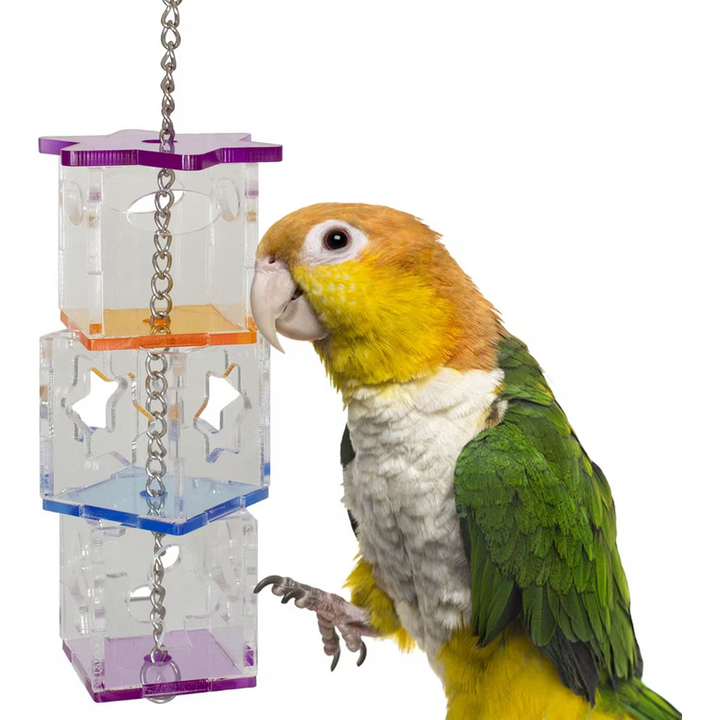 Colorful parrot interacting with a transparent Super Bird Creations Foraging Cubes on a white background