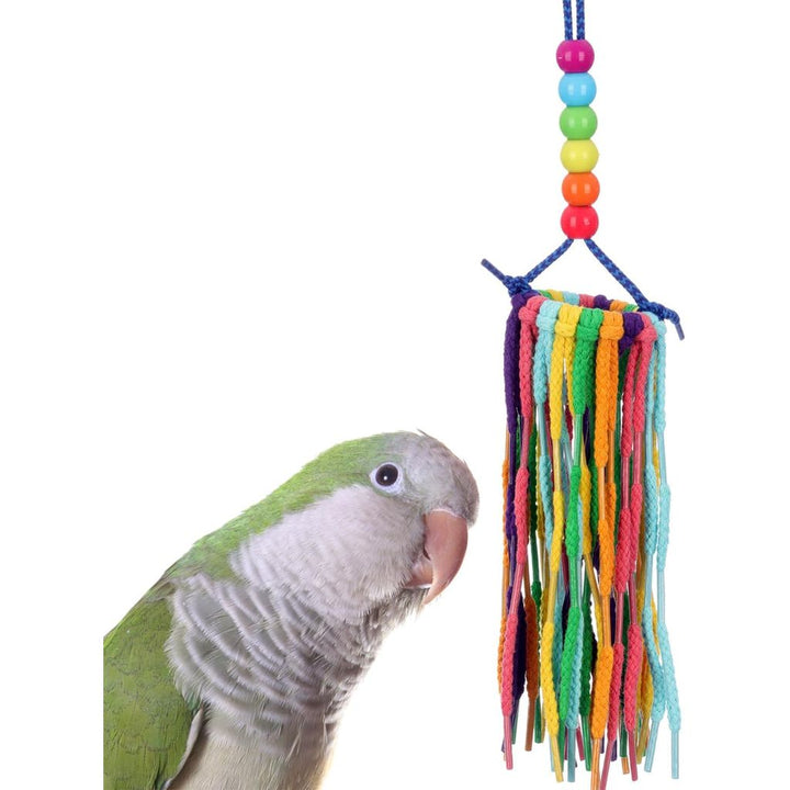 Parrot interacting with a colorful bird toy (Super Bird Creations Rainbow Aglets - Small) on a white background
