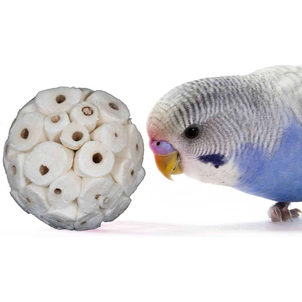 Parakeet interacting with a textured ball (Super Bird Creations Sola Balls 4cm (6 pack)) on a white background