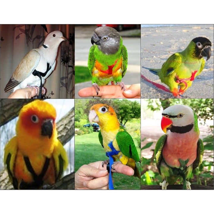 Collage of various parrots wearing Aviator Harness x-small harnesses.