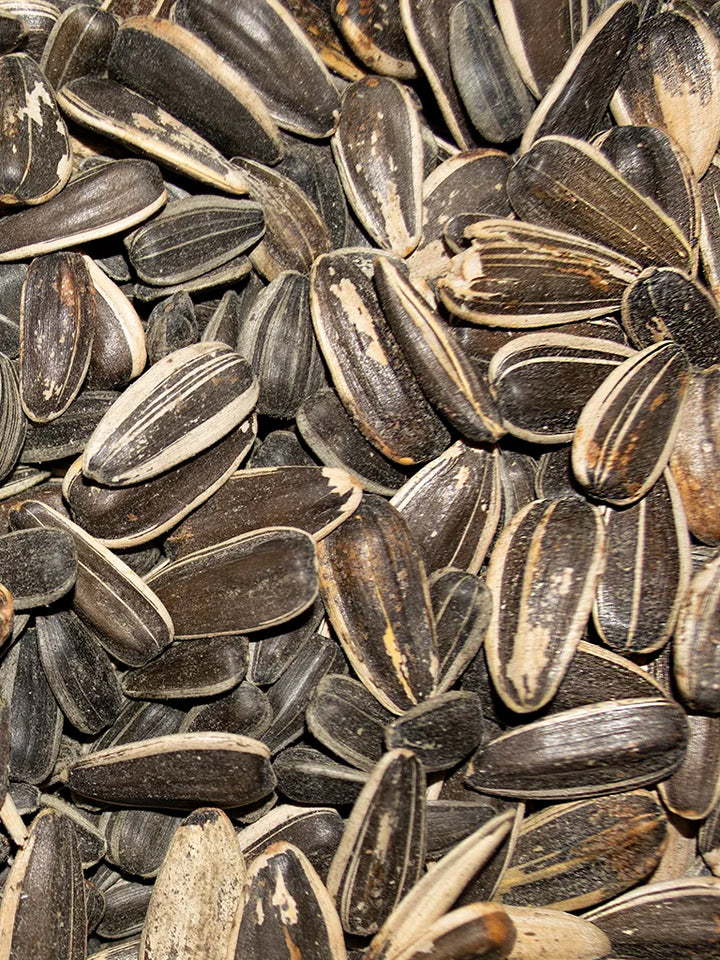 VM350022H06-Volkman-Black-Stripe-Sunflower-Seed-2.5-lb-seeds