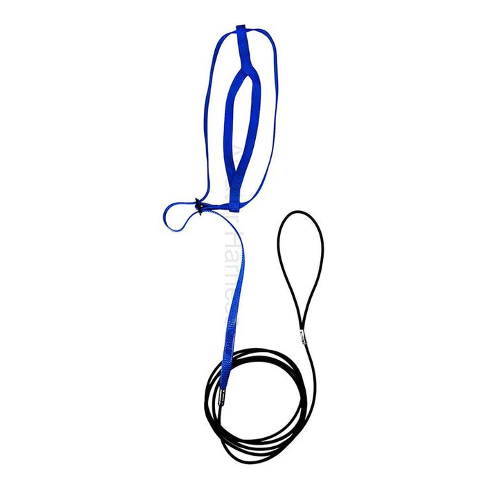 Blue Aviator harness and leash set on a white background