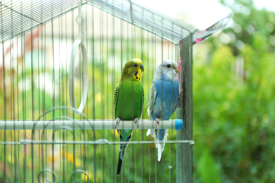 cute colorful budgies cage outdoors